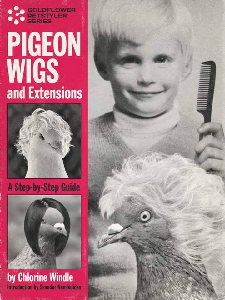 pigeon_wigs.jpg